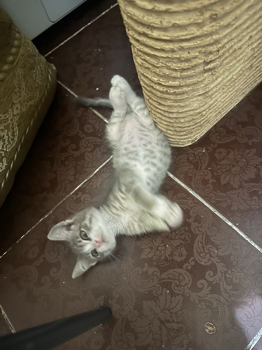 Отдам котенка в добрые руки