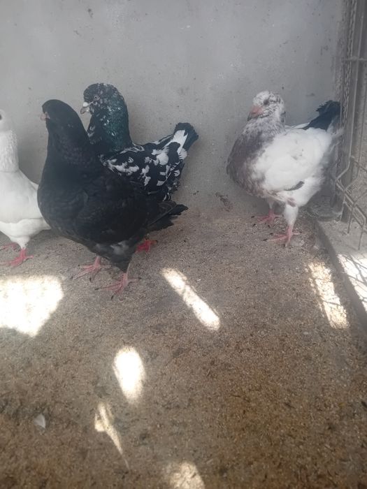 Porumbei kingii și americanii
