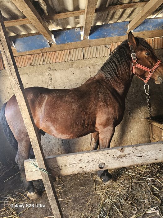 Cal de vanzare are 5 ani