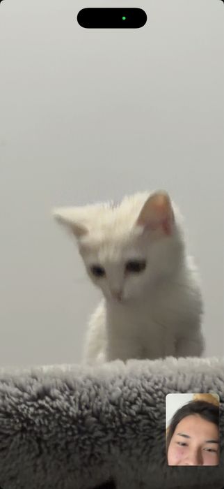 Отдам котёнка в добрые руки