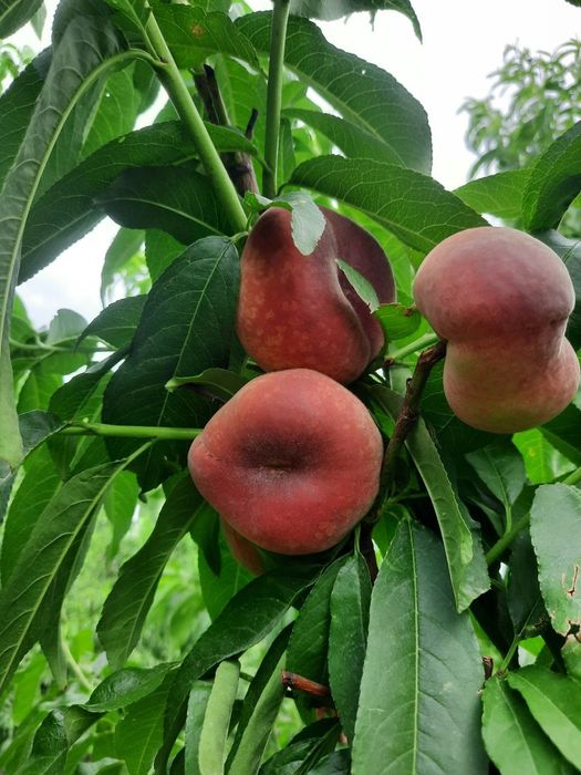 ANJIR SHoftolini barcha turidan bor arginal padvoyda sogʻlom kuchatlar