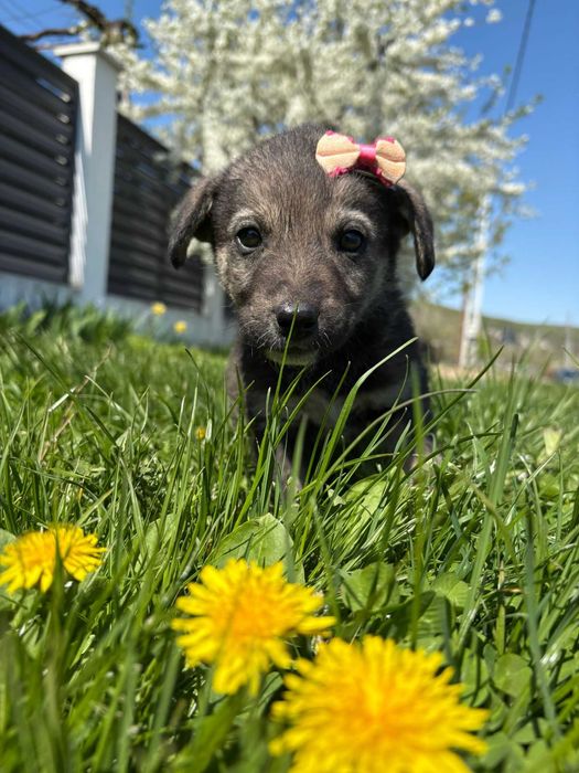 Catelusi pentru adoptie