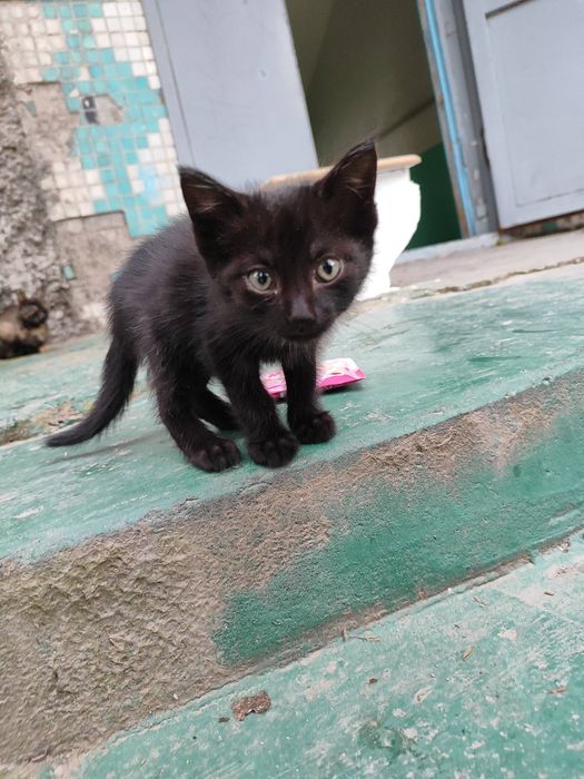 Черный котёнок, 1,5 месяца