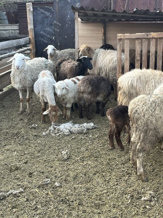 Овцы бараны ягнята