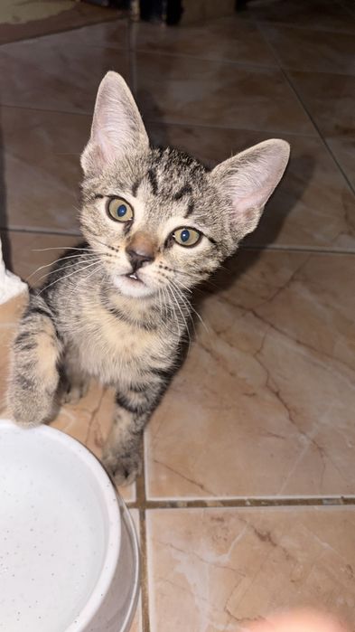 Adoptie pisicute