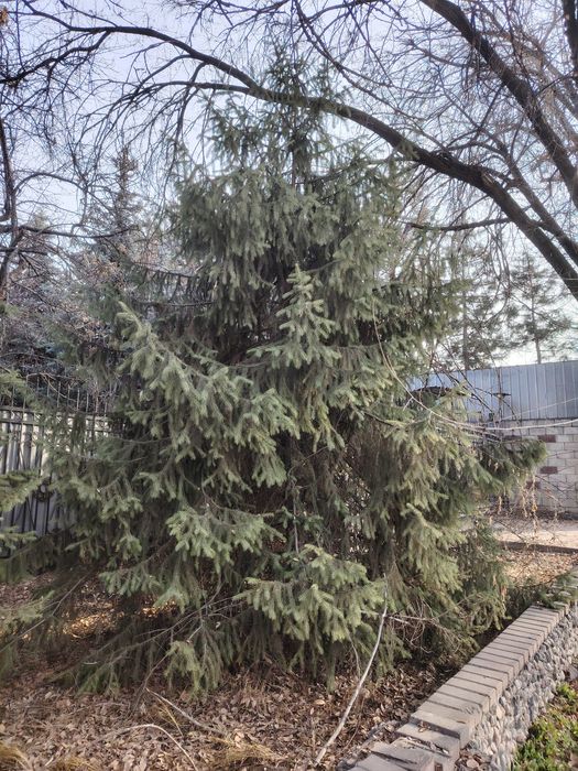 продам живые тяньшанские ели