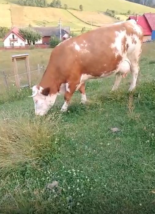 Vând vacă bălțată in ultima lună de gestație