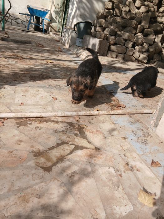 Немицкой апчарка шенки