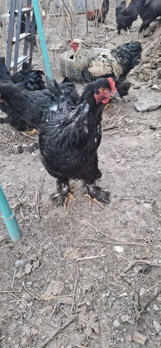 Брамма молодые крупные