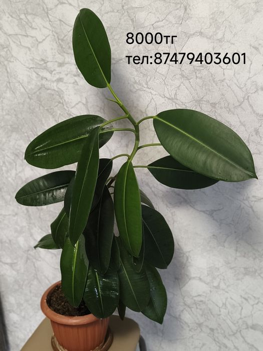 Комнатные цветы,