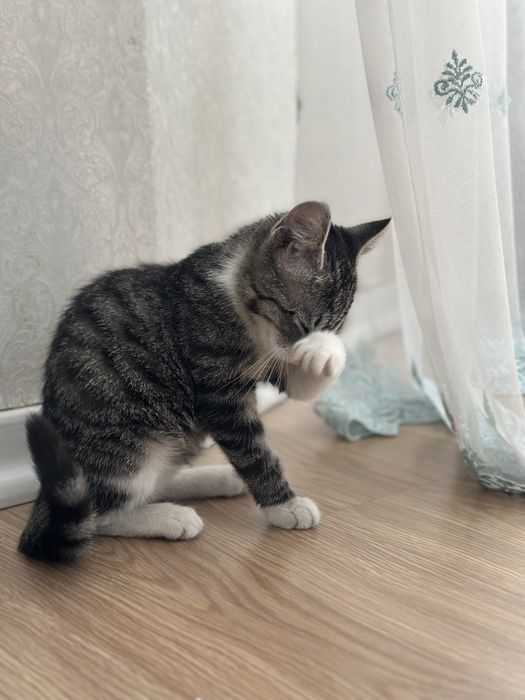 котенок девочка 3 мес