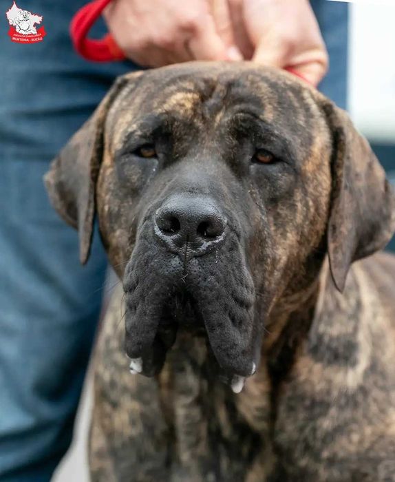 Vand mascul Presa Canario