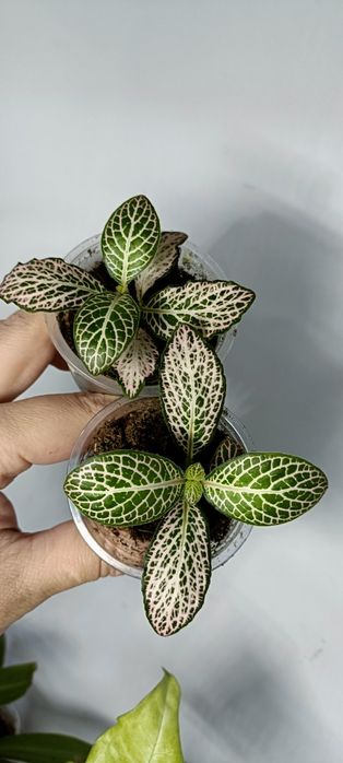 Фиттония:1000 тенге