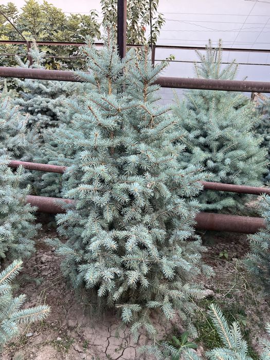 Archa Galubaya El Sotuvda