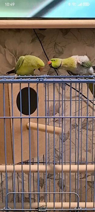 Продам пару ожереловых попугаев