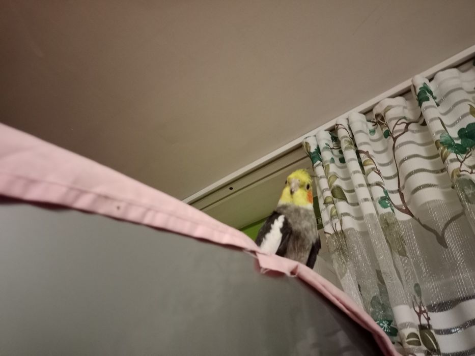 Продаю кореллу мальчик и девочка