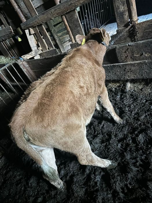 Tăuraș și Vitea bălțata românească