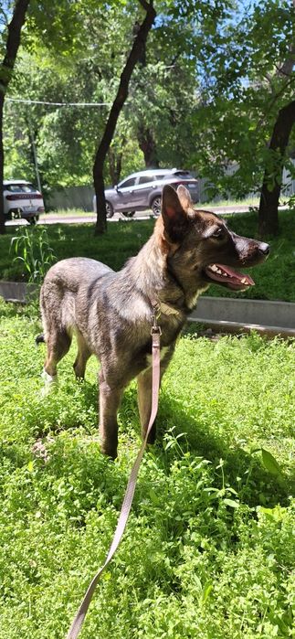 Девочка в добрые руки НЕ на цепь