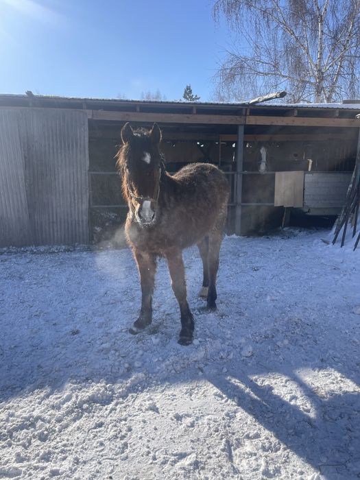 Продам 2 жеребенка