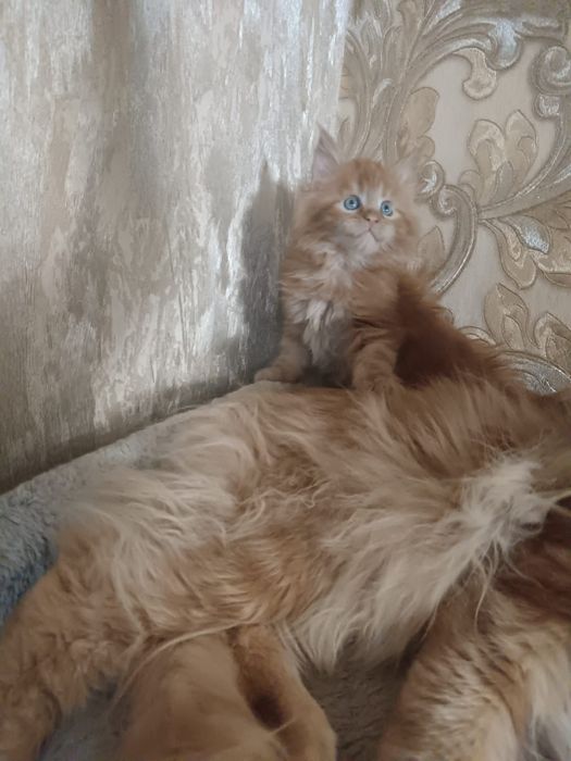 Котята мейн кун.