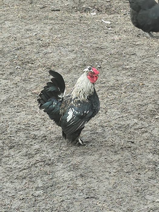 Cocoș pitic caută casa noua