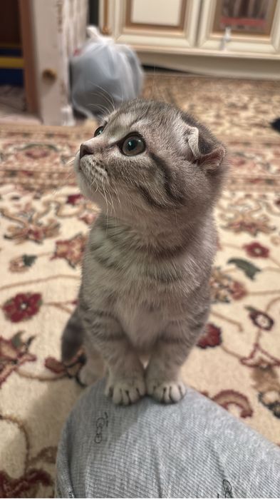 Очень красивый котенок