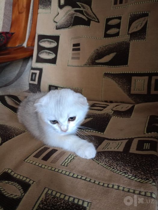 Шотландская Вислоухая кошечка