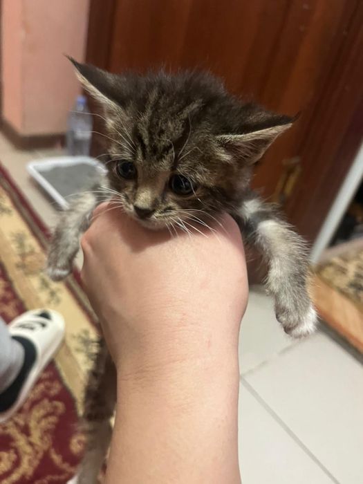 Отдадам котят в хорошие руки