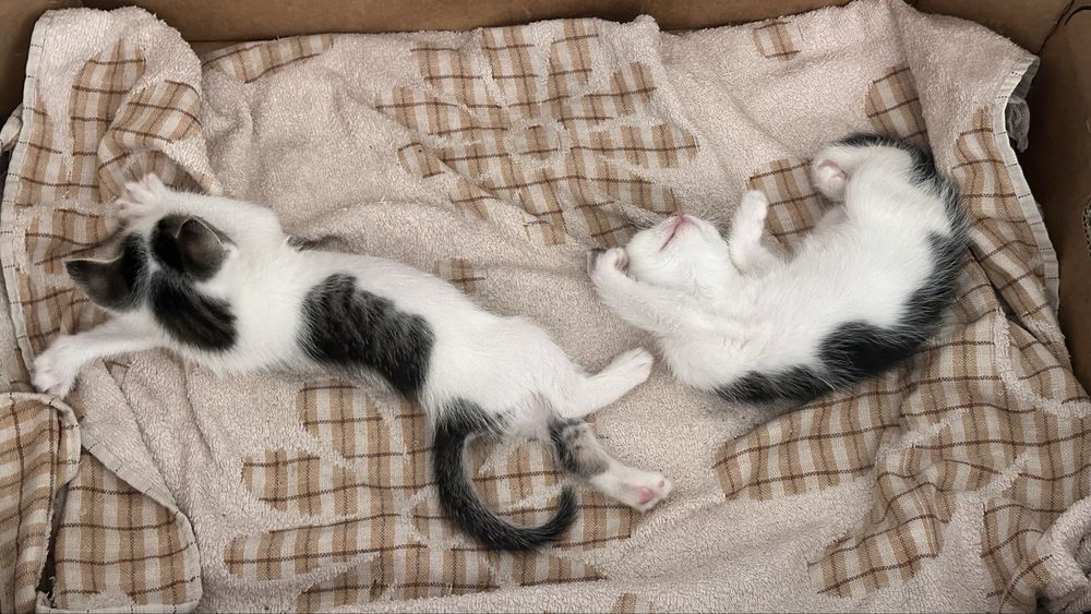 Котята ищут любящих хозяев