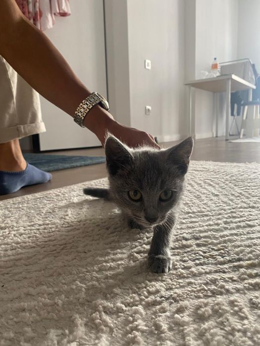 кошка с золотымй когтиями