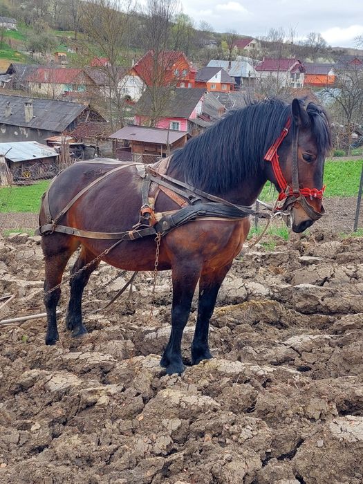 Vând ieapă de 6 ani