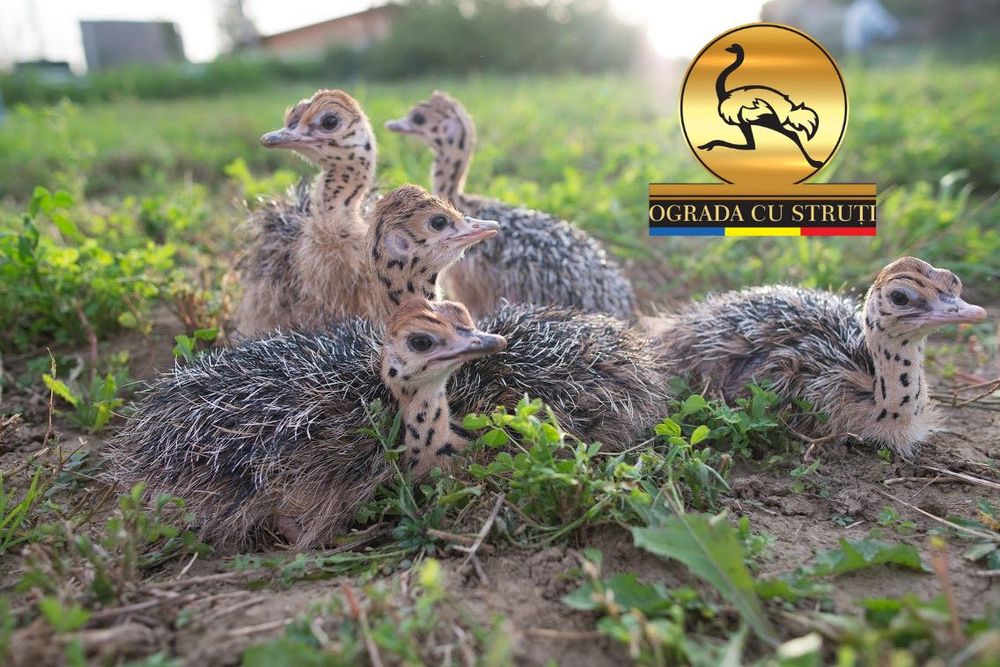 Pui de Strut - Cu Contract - Ograda cu Struti Sebes