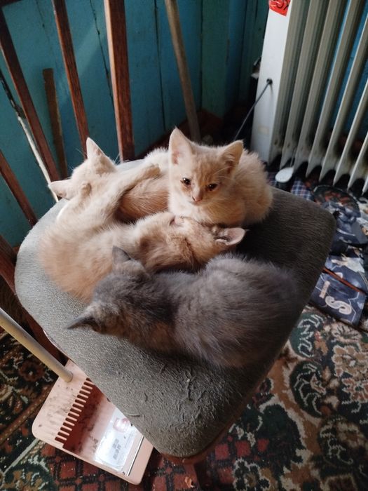 Отдам котят в хорошие руки