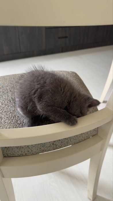 Продоётся чистокровный скоттиш фолд (вислоухий котенок).