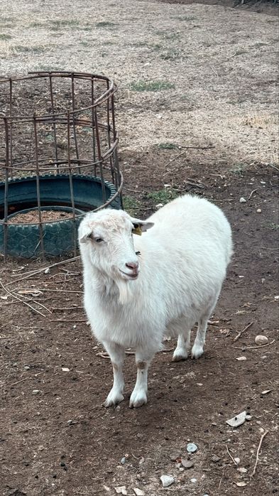 Пародалық Теке мен ешкі сатылады