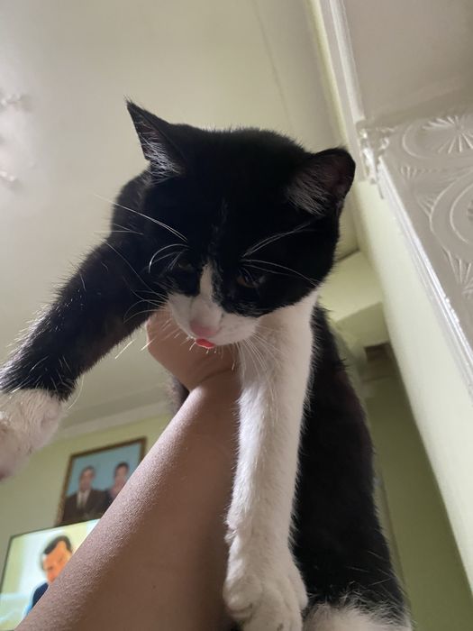 pishik bariladi xadyaga yacsh insonlara arkak pishik dmm beozor oyinch