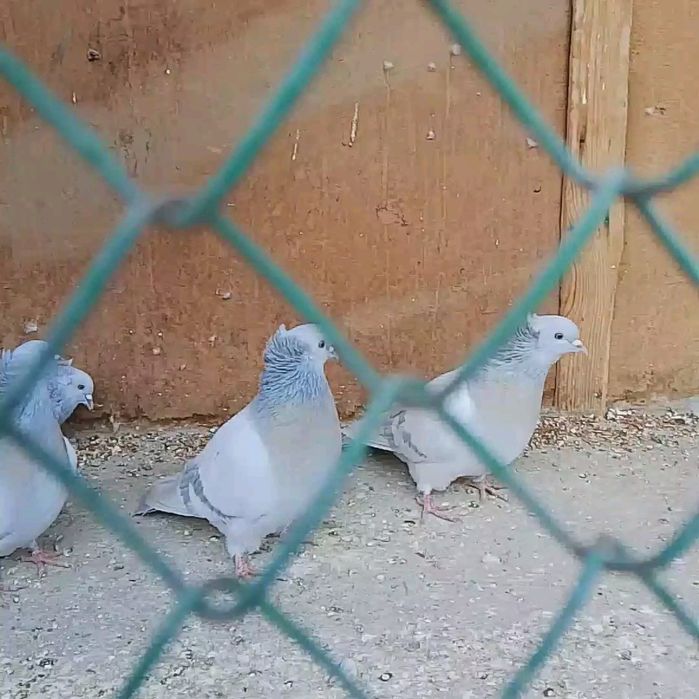 Голуби бакинцы .