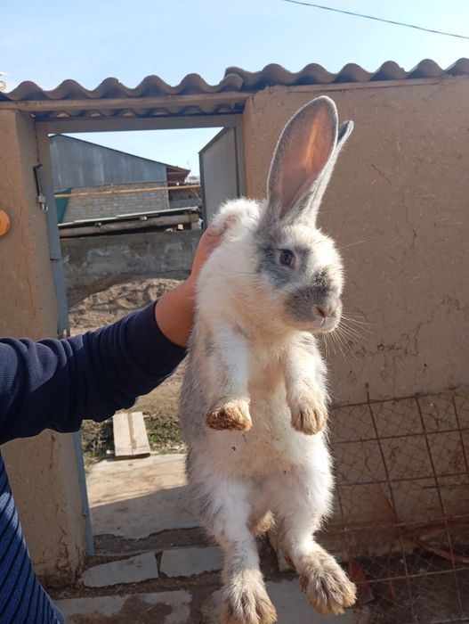 Rasmda onasiyam bor 6 kg velikan quyon bolalari