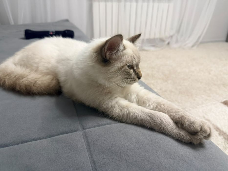 Отдам кота!!! Смешанная парода.