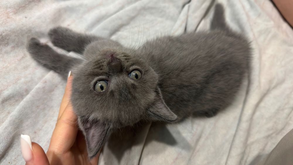 Маленькие котята