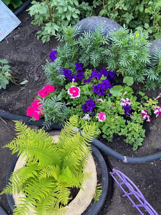 Дача в 1 обществе