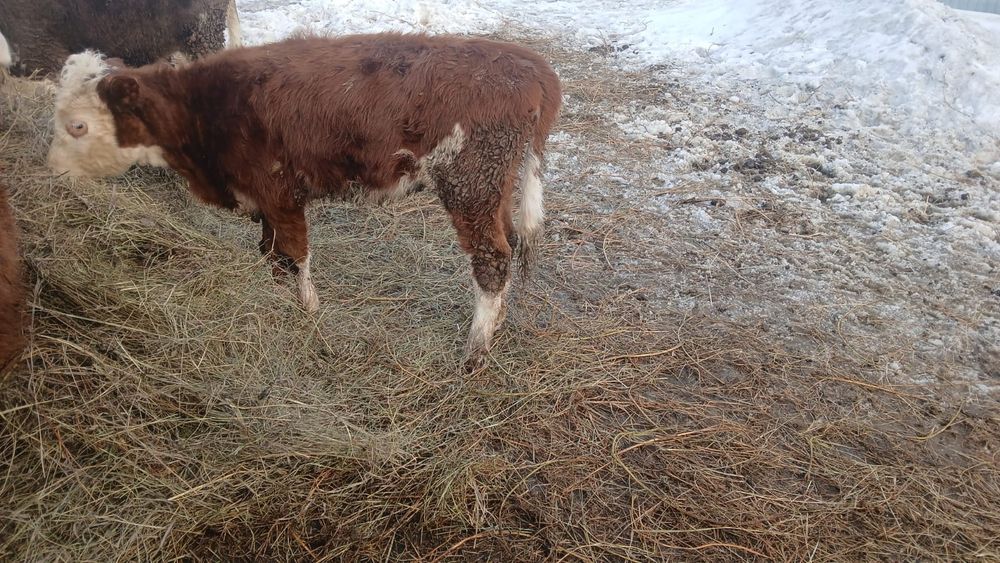 Продам телек срочно