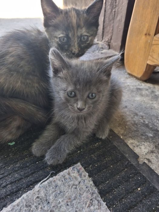 Отдам котят в добрые руки