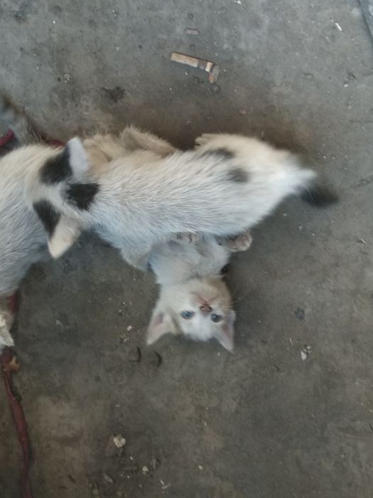 Mushuk bolari.        Koshki