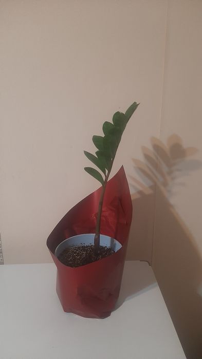 АКЦИЯ! Продам долларовое дерево