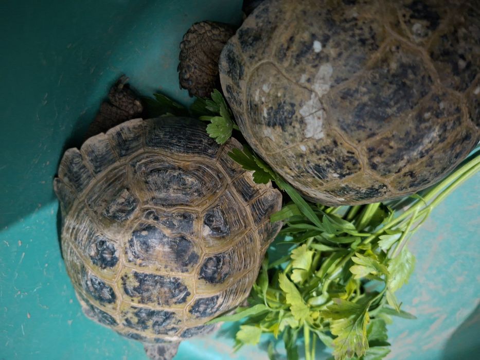 Продается сухопутная черепаха