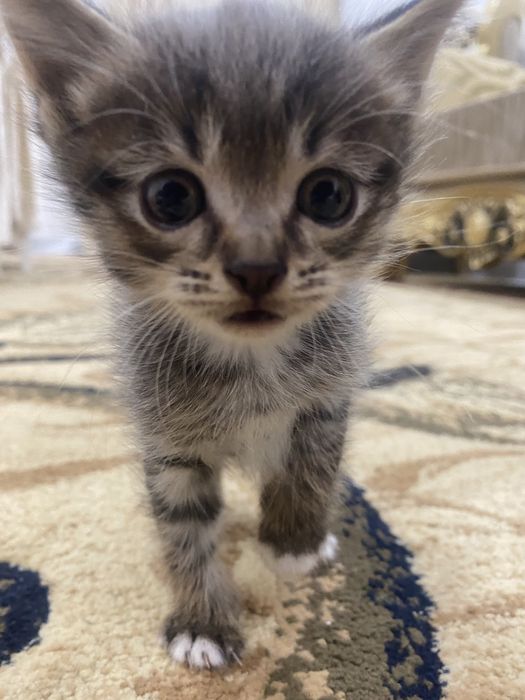 Отдам котят в добрые руки