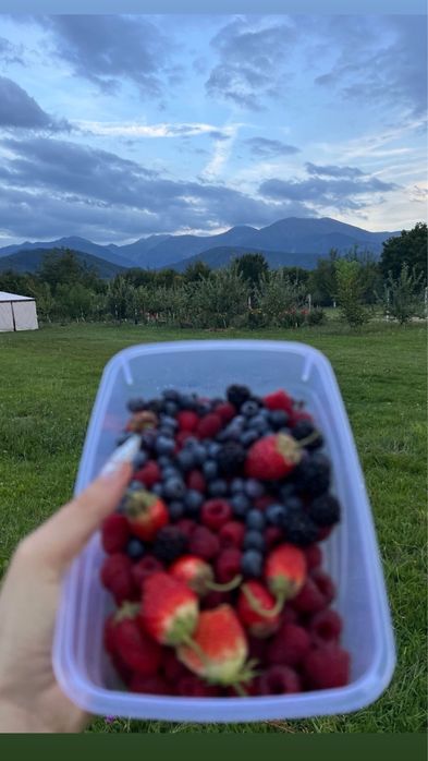 Teren intravilan Valea Avrigului , 1853 mp, construibil, vedere munți