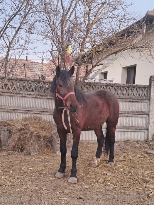 Vând armăsar  de 3 ani