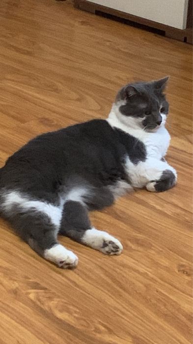 Британска котка